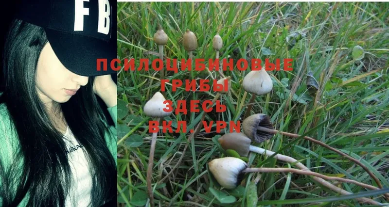 Галлюциногенные грибы Psilocybine cubensis Кодинск